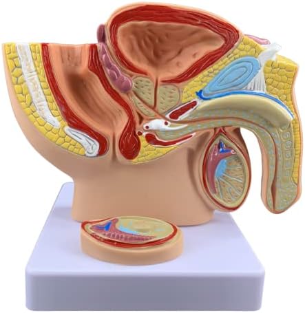 KH66ZKY muški model prostate - Ženska genitalija Anatomija Model - za medicinsko učenje u učenju karličnog